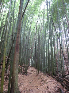 雨に濡れた古道