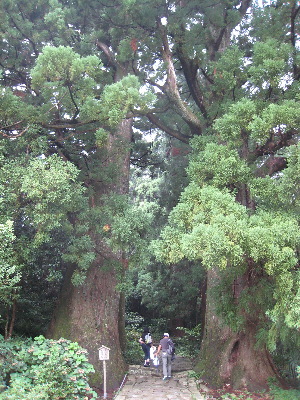 夫婦杉